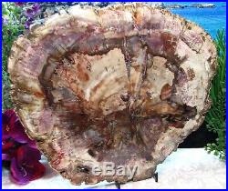 HUGE Petrified Wood COMPLETE ROUND Slab wBarkEXOTIC LAVENDER PINK EXPLOSION 13