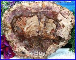 HUGE Petrified Wood COMPLETE ROUND Slab wBarkEXOTIC LAVENDER PINK EXPLOSION 13
