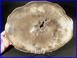 HUGE! Polished Petrified PALM Fossil From Texas! With Display Stand 4160gr