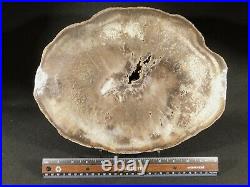 HUGE! Polished Petrified PALM Fossil From Texas! With Display Stand 4160gr