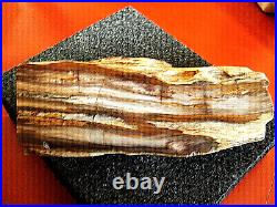 HUGE RARE Petrified Sequoia Wood Quartz Agatized Crystal Heavy Pure Agate Fossil
