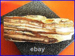 HUGE RARE Petrified Sequoia Wood Quartz Agatized Crystal Heavy Pure Agate Fossil