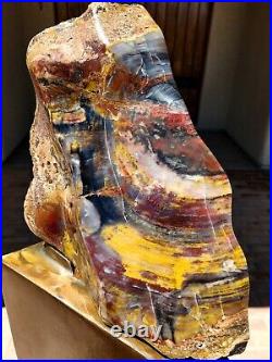 Handcrafted mirror contour polished Arizona rainbow petrified wood display