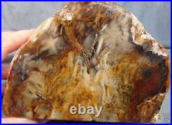 Has polished display faces. SADDLE MT. PETRFIED WOOD faced rough. 6.5 lbs. READ
