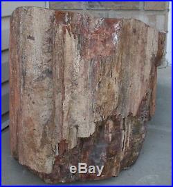 Heavy Large Rainbow Petrified Wood from Arizona Pick-up Salt Lake City UT Only