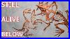 How_Dinosaur_Fossils_Are_Really_Formed_The_Truth_Beneath_Our_Feet_01_khqm