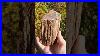 How_Does_Petrified_Wood_Form_Explained_In_Under_30_Seconds_Crystals_Gems_Fossils_Mining_01_rfri