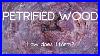 How_Petrified_Wood_Forms_01_beim
