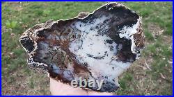 Hubbard Basin 7.5 Petrified Wood Slab Deep Blue Colors