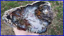 Hubbard Basin 8 Petrified Wood Slab Nice Blues