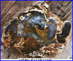 Hubbard Basin Agatized Blue Petrified Wood Full Round Slab Stellar