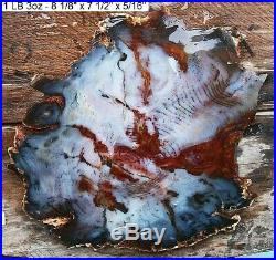 Hubbard Basin Gnarly Bark Purplish Blue, Red, Petrified Wood 99% Full Round Slab