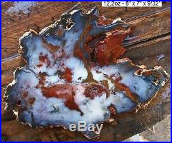 Hubbard Basin Gnarly Bark Purplish Blue, Red, Petrified Wood Full Round Slab