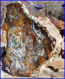 Hubbard Basin NV Petrified Wood cut & mirror polished miocene standup display