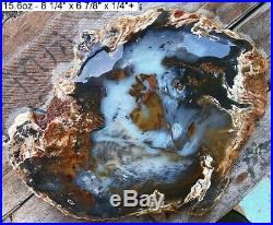 Hubbard Basin, Nevada Agatized Blue Petrified Wood Full Round Slab Wow Factor