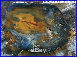 Hubbard Basin, Nevada Agatized Blue Petrified Wood Slab Wow Factor