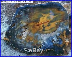 Hubbard Basin, Nevada Agatized Blue Petrified Wood Slab Wow Factor