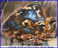 Hubbard Basin, Nevada Blue Agatized Petrified Wood Full Round Slab