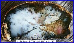 Hubbard Basin, Nevada Light Blue Agatized Dendritic Petrified Wood Slab