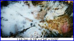 Hubbard Basin, Nevada Light Blue Agatized Dendritic Petrified Wood Slab