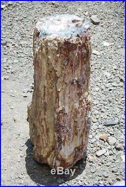 Hubbard Basin Petrified Wood Full Round Slab At it's Best, 10-11 inche