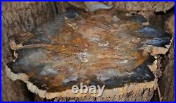 Hubbard Basin Petrified Wood Log Full Round Slab Polished 9 dia