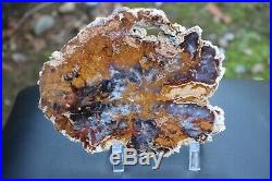 Hubbard Basin Petrified Wood Slab 1 lb 5 oz Nevada Polished