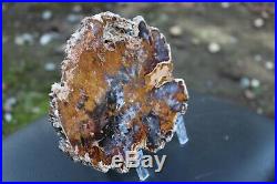 Hubbard Basin Petrified Wood Slab 1 lb 5 oz Nevada Polished