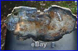 Hubbard Basin Petrified Wood Slab 3 lb 12 oz Nevada Polished