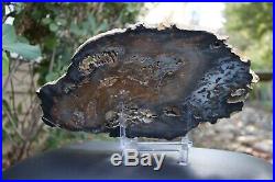 Hubbard Basin Petrified Wood Slab 4 lb 7 oz Nevada Polished