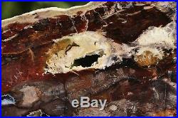 Hubbard Basin Petrified Wood Slab 4 lb 9 oz Nevada Polished