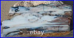 Hubbard Basin Petrified Wood Vertical Cut & Polished Lrg Beautiful Display Slab