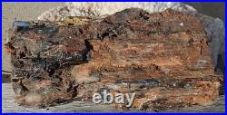 Hubbard Basin Petrified Wood Vertical Cut & Polished Lrg Beautiful Display Slab