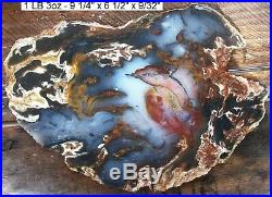 Hubbard Basin Rare Colors Agatized Petrified Wood 99% Full Round Slab Gorgeous