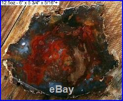 Hubbard Basin Rare Colors Agatized Petrified Wood Full Round Slab Gorgeous
