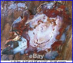 Hubbard Basin Rare Colors Agatized Petrified Wood Full Round Slab Gorgeous