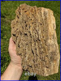 Huge 11.2lb Large Petrified Wood W Crystal Druzy Clio Alabama AL Brilliant