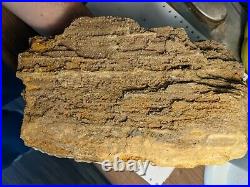 Huge 11.2lb Large Petrified Wood W Crystal Druzy Clio Alabama AL Brilliant