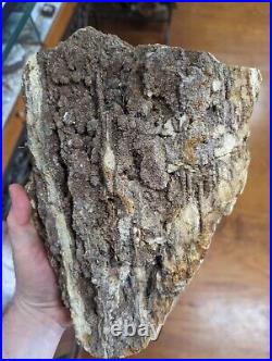 Huge 13.8lb Large Petrified Wood W Crystal Druzy Clio Alabama AL Brilliant