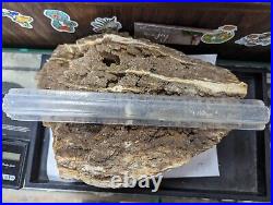 Huge 13.8lb Large Petrified Wood W Crystal Druzy Clio Alabama AL Brilliant