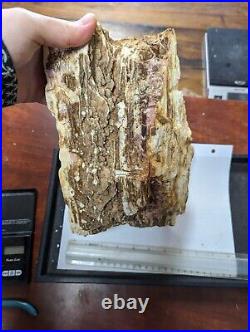 Huge 15.3lb Large Petrified Wood W Crystal Druzy Clio Alabama AL Brilliant