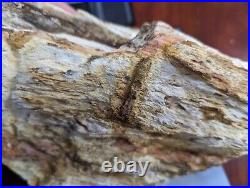 Huge 15.3lb Large Petrified Wood W Crystal Druzy Clio Alabama AL Brilliant
