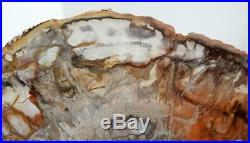 Huge 15.75 11 lb Polished Petrified Wood Slice Slab Madagascar WithStand B510