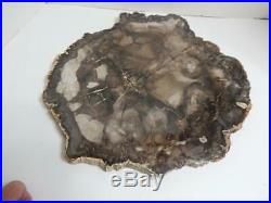 Huge 15.75 13+ lb Polished Petrified Wood Slice Slab Madagascar WithStand A510