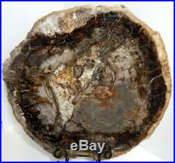 Huge 17 16+ lb Polished Petrified Wood Slice Slab Madagascar WithStand G1023