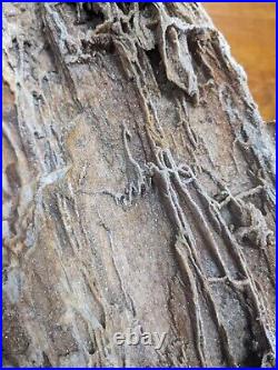 Huge 18.1lb Display Petrified Wood W Crystal Druzy Clio Alabama AL Brilliant
