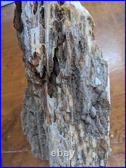 Huge 18.1lb Display Petrified Wood W Crystal Druzy Clio Alabama AL Brilliant