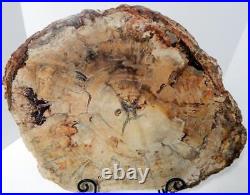 Huge 20 13+ lb. Polished Petrified Wood Slice Slab Madagascar WithStand D1031