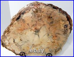 Huge 20 13+ lb. Polished Petrified Wood Slice Slab Madagascar WithStand D1031