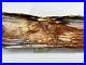 Huge_6_9lbs_Polished_Juniper_Petrified_Wood_Cross_Section_from_Northern_Nevada_01_qfc